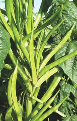 ROSEMERC Cluster beans/guar ( 50 per packet) Seed(50 per packet)
