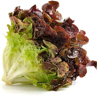 Aywal Round Lettuce Iceberg Vegetable Seed(350 per packet)