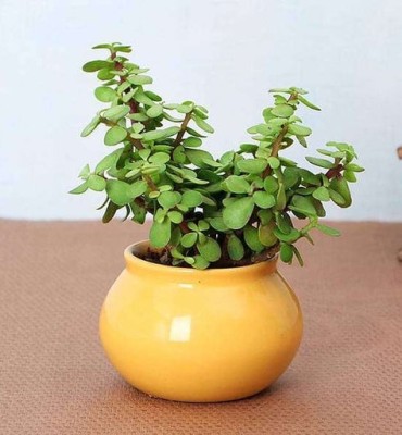 BALA PLANT CREATION Jade Plant(Hybrid, Pack of 1)