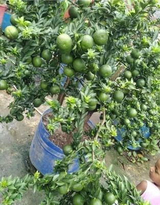 Fulmala Nursery Lemon Plant(Hybrid, Pack of 1)