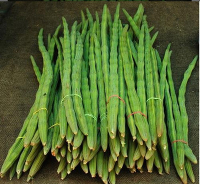 VS GLOBAL Drumstick / Moringa /Munaga ( 30 per packet ) Seed(30 per packet)