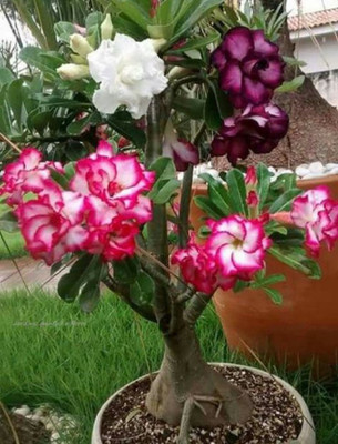 adenium Adenium Plant(Hybrid, Pack of 1)