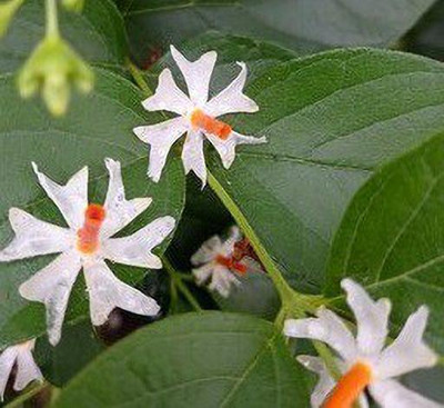 samarthgreen Parijat/Harsingar Plant(Hybrid, Pack of 1)
