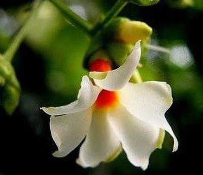 AquinnahGaden Parijat/Harsingar Plant(Hybrid, Pack of 1)