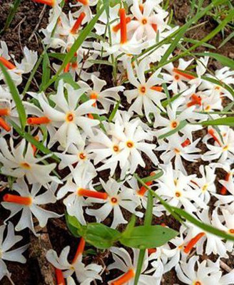 samarthgreen Parijat/Harsingar Plant(Hybrid, Pack of 1)