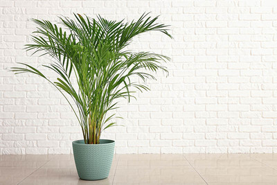 Cloud Farm Areca Palm(Hybrid, Pack of 1)