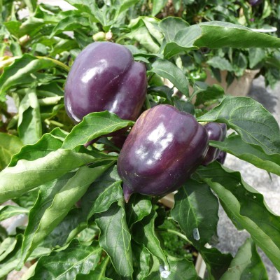 Gromax India Special Blooming Purple Capsicum Vegetable Seed, For Your Kitchen Garden Pkt 40 Seed(40 per packet)