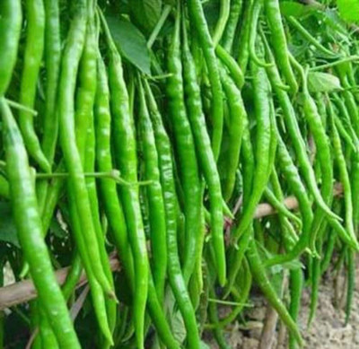 VS GLOBAL CHILLI( MIRCHI ) 200 per packet Seed(200 per packet)