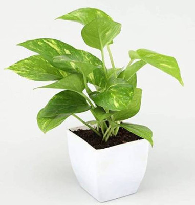 JG CRAFTS Money Plant(Hybrid, Pack of 1)