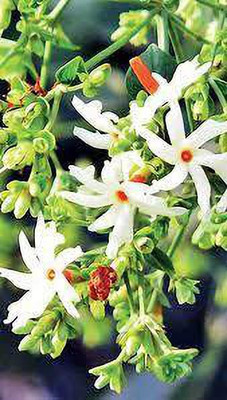 Ukanda Parijat/Harsingar Plant(Hybrid, Pack of 1)