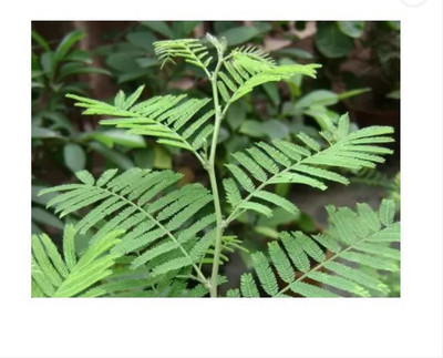 Sundhi Shami/Jand Plant(Hybrid, Pack of 1)