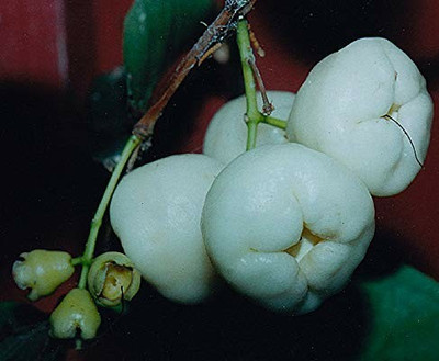 My Dream Nursery Wax Apple Plant(Hybrid, Pack of 1)
