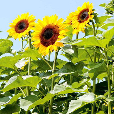 Aywal Sunflower Flower Seed(100 per packet)