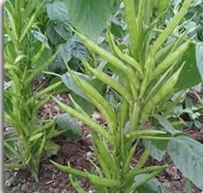 VS GLOBAL CLUSTER BEANS,GUAR ( 50 per packet ) Seed(50 per packet)