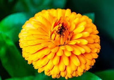 VNR VNR F1 hybrid original quaity pot marigold seed Seed(25 per packet)