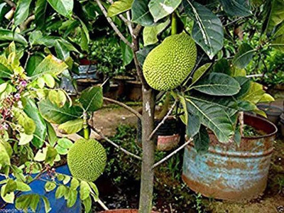 GreenyOn Jackfruit Plant(Hybrid, Pack of 1)