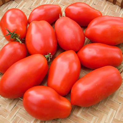 XOLDA Tomato Roma Seed(37 per packet)