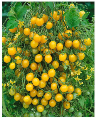 XOLDA Tomato Yellow Seed(53 per packet)
