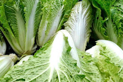 XOLDA Chinese Cabbage Seed(20 per packet)
