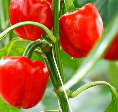 KANAYA Capsicum(Shimla Mirch) Seed(75 per packet)