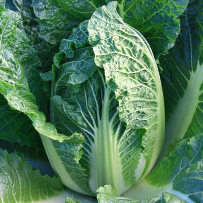 XOLDA Chinese Cabbage Seed(35 per packet)