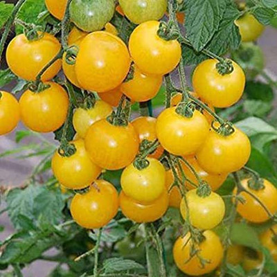 XOLDA Tomato Yellow Seed(37 per packet)