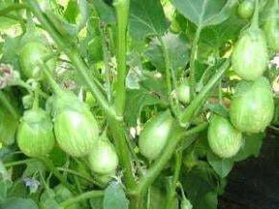 XOLDA Brinjal Green round Seed(41 per packet)