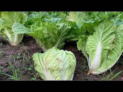 XOLDA Chinese Cabbage Seed(20 per packet)