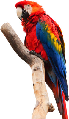 PRINTHUBS 45.72 cm Beautiful Birds Poster For Livingroom Home Office Wall Décor(Size 24x18 Inch)S62 Self Adhesive Sticker(Pack of 1)
