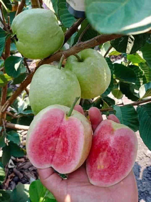 LaughEarth Guava Plant(Hybrid, Pack of 1)