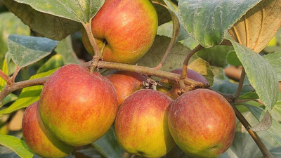KANAYA Apple Fruit Seed(5 per packet)