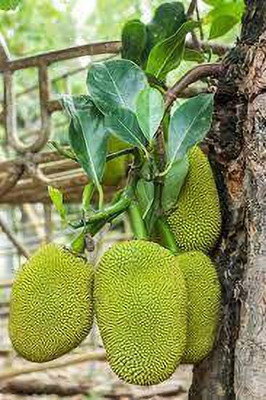 Ukanda Jackfruit Plant(Hybrid, Pack of 1)