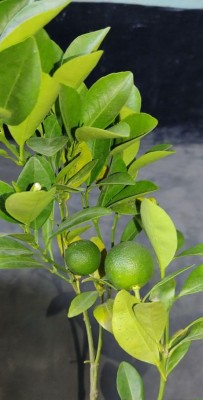 Aziz Gazi Nursery Lemon Plant(Hybrid, Pack of 1)