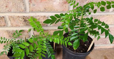 BDSresolve kari leaves seeds for plant/curry leaves seed 10 Seed(10 per packet)