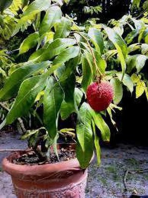 gorgeous moement Litchi, Lichi, Lychee Seed(5 per packet)