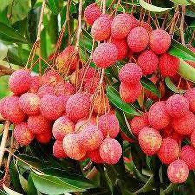 gorgeous moement Litchi, Lichi, Lychee Seed(5 per packet)