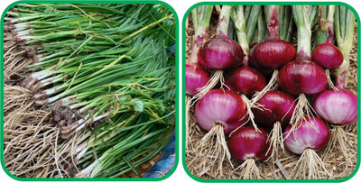 Profound Profound Combo of Two Vegetable Seeds Red Onion & Garlic Chives each of 200 Seed(400 per packet)