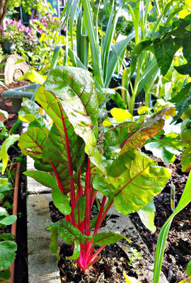 XOLDA Swiss Chard Red Seed(37 per packet)