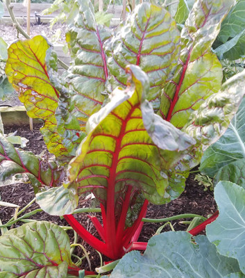 XOLDA Swiss Chard Red Seed(37 per packet)