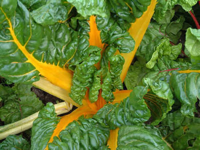 XOLDA Swiss Chard Yellow Seed(27 per packet)