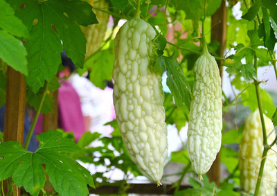 CYBEXIS GBPUT-27 - Rare Exotic White Bitter Gourd - (100 Seeds) Seed(100 per packet)