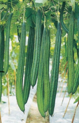 VS GLOBAL Ridge gourd/ Bheera Seed(25 per packet)