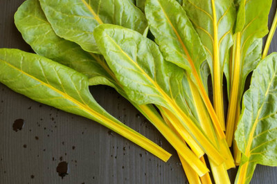 XOLDA Swiss Chard Yellow Seed(37 per packet)