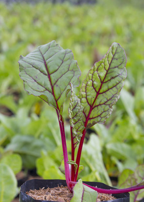 XOLDA Swiss Chard Red Seed(46 per packet)