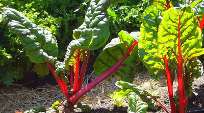 XOLDA Swiss Chard Red Seed(37 per packet)