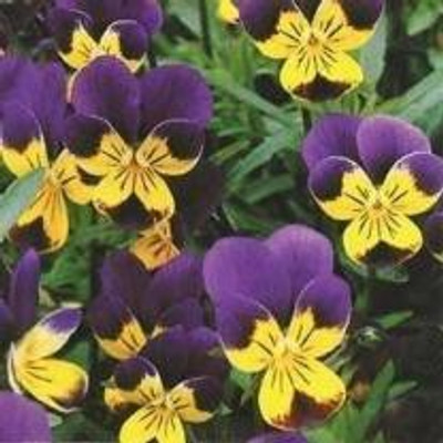 XOLDA Hybrid Pancy Seed(55 per packet)