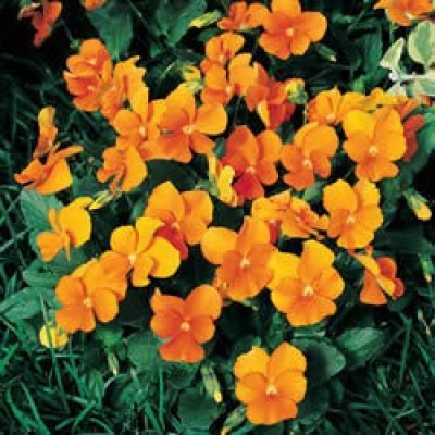 Mozette Hybrid Viola Seed(55 per packet)