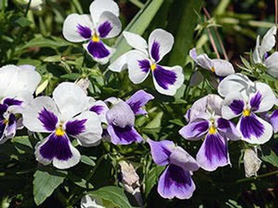 Mozette Hybrid Viola Seed(65 per packet)