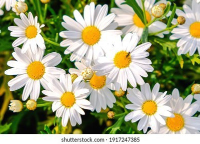 Mozette Hybrid Daisy white Seed(55 per packet)