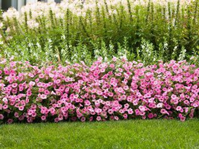 XOLDA Hybrid Petunia Seed(69 per packet)
